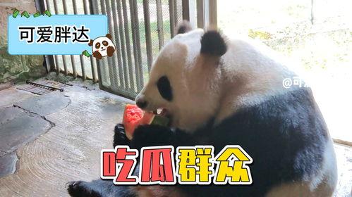 熊猫娱乐吃瓜酱,揭秘娱乐圈幕后故事