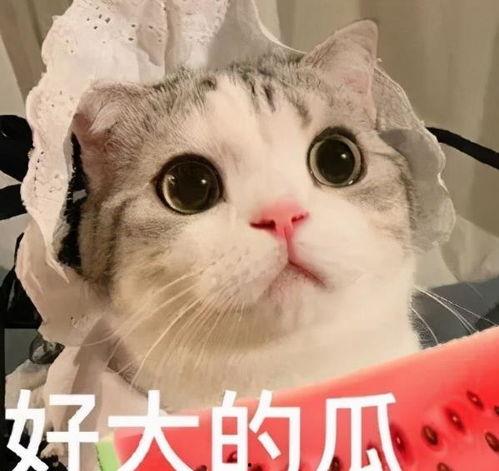 娱乐吃瓜酱替小猫赎身,娱乐吃瓜酱助力爱心行动
