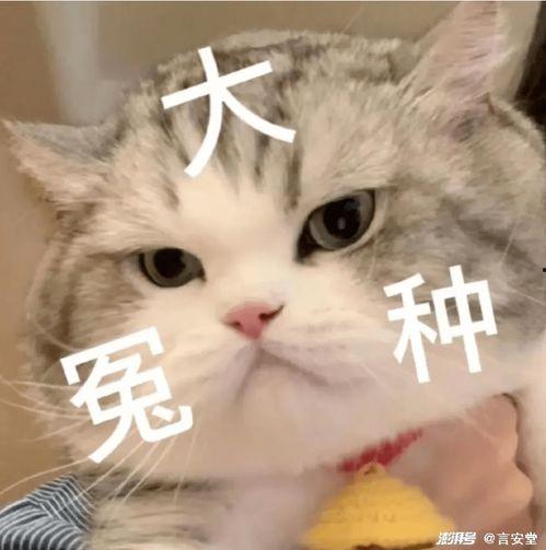 娱乐吃瓜酱替小猫赎身,娱乐吃瓜酱助力爱心行动