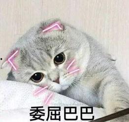 娱乐吃瓜君七七和折耳猫,娱乐圈的甜蜜邂逅