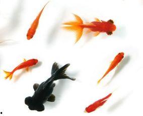 娱乐吃瓜小金鱼小说,小金鱼吃瓜记