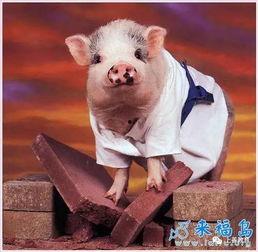 肥猪猪的日常娱乐吃瓜,娱乐至上，笑料连连