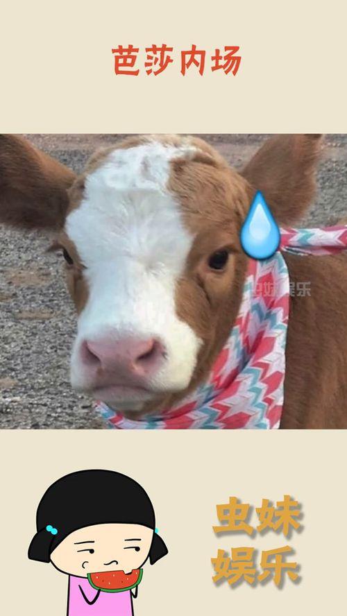 娱乐吃瓜酱模糊,揭秘娱乐圈那些不为人知的幕后故事