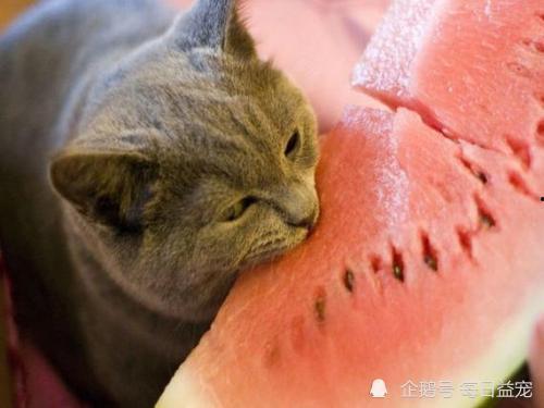 娱乐吃瓜猫嘎嘎