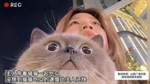 娱乐吃瓜猫嘎嘎