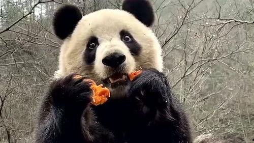 娱乐吃瓜大熊猫视频大全