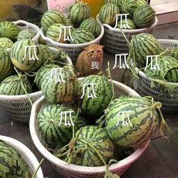 娱乐吃瓜图片高清壁纸,捕捉娱乐圈热点瞬间壁纸