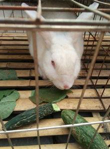 娱乐吃瓜小兔子,娱乐圈吃瓜小兔子的幕后故事